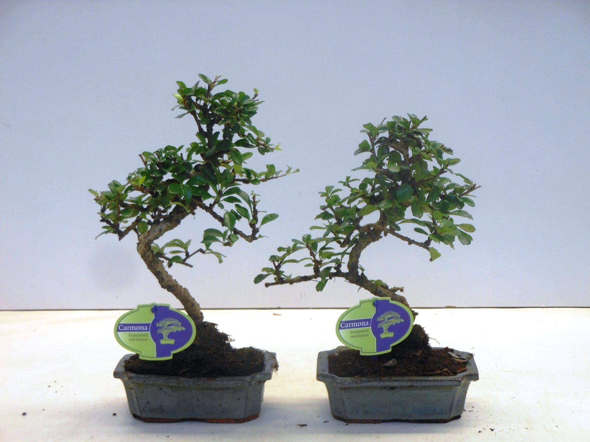 Горшечные цветы и растения оптом Bonsai Carmona Macrophylla, Without от 10шт из Голландии с доставкой по России