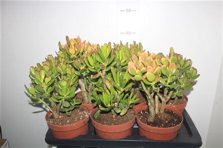 Горшечные цветы и растения оптом Crass Gem от 6шт из Голландии с доставкой по России