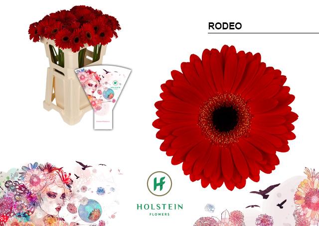 Срезанные цветы оптом Gerbera rodeo от 40шт из Голландии с доставкой по России