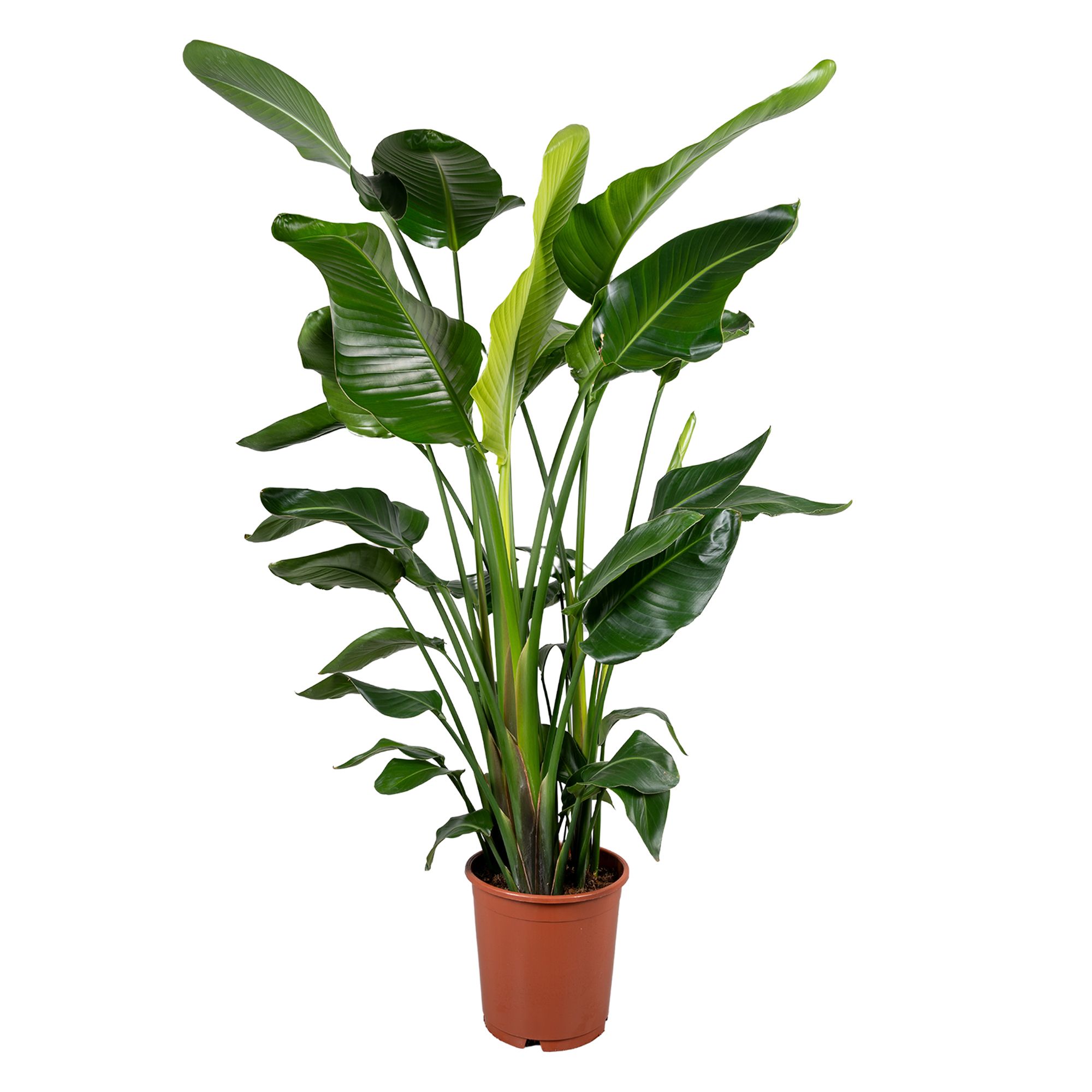 Горшечные цветы и растения оптом Strelitzia Nicolai 4+ Stek 150-170cm от 1шт из Голландии с доставкой по России