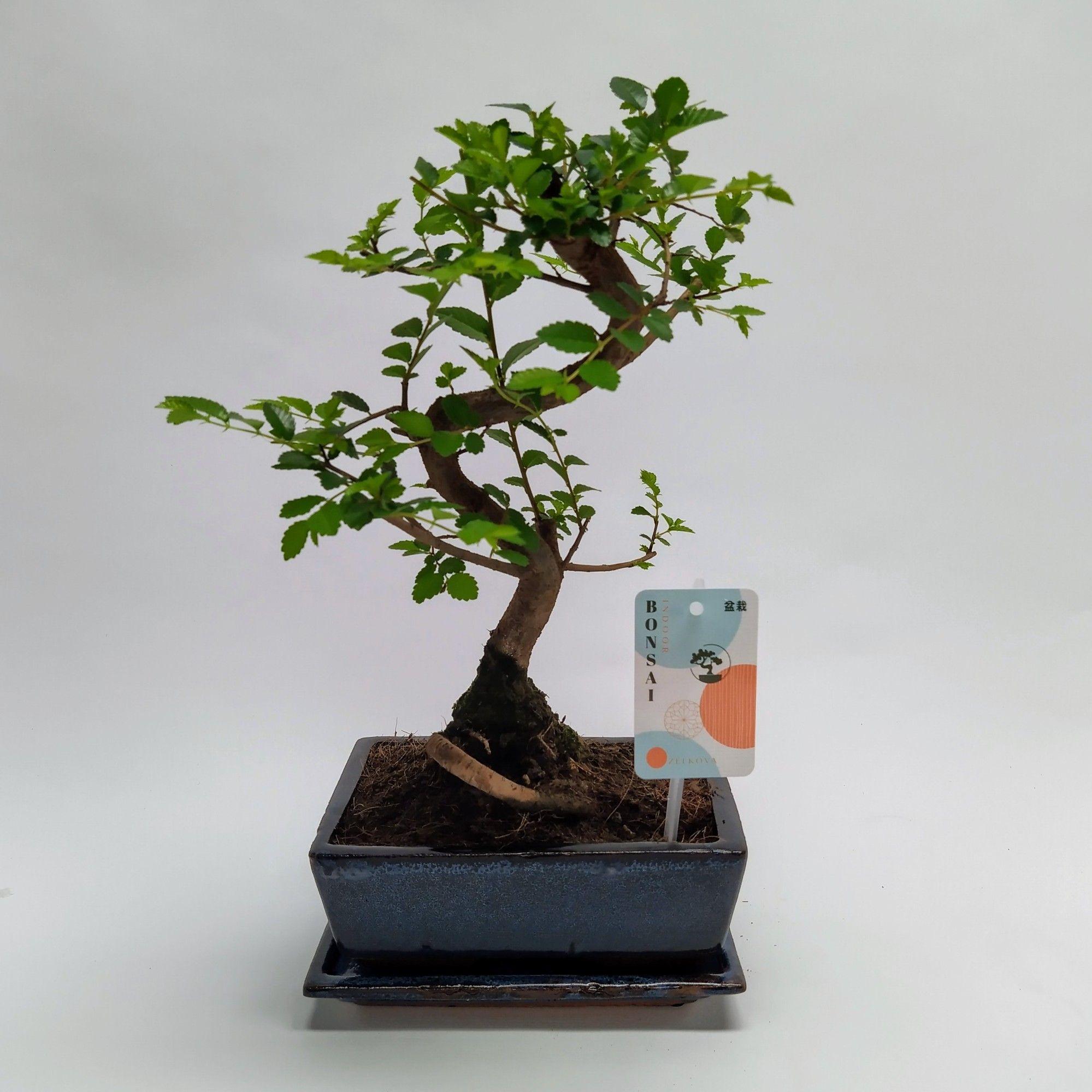 Горшечные цветы и растения оптом Bonsai Zelkova S-shape Traditional от 6шт из Голландии с доставкой по России