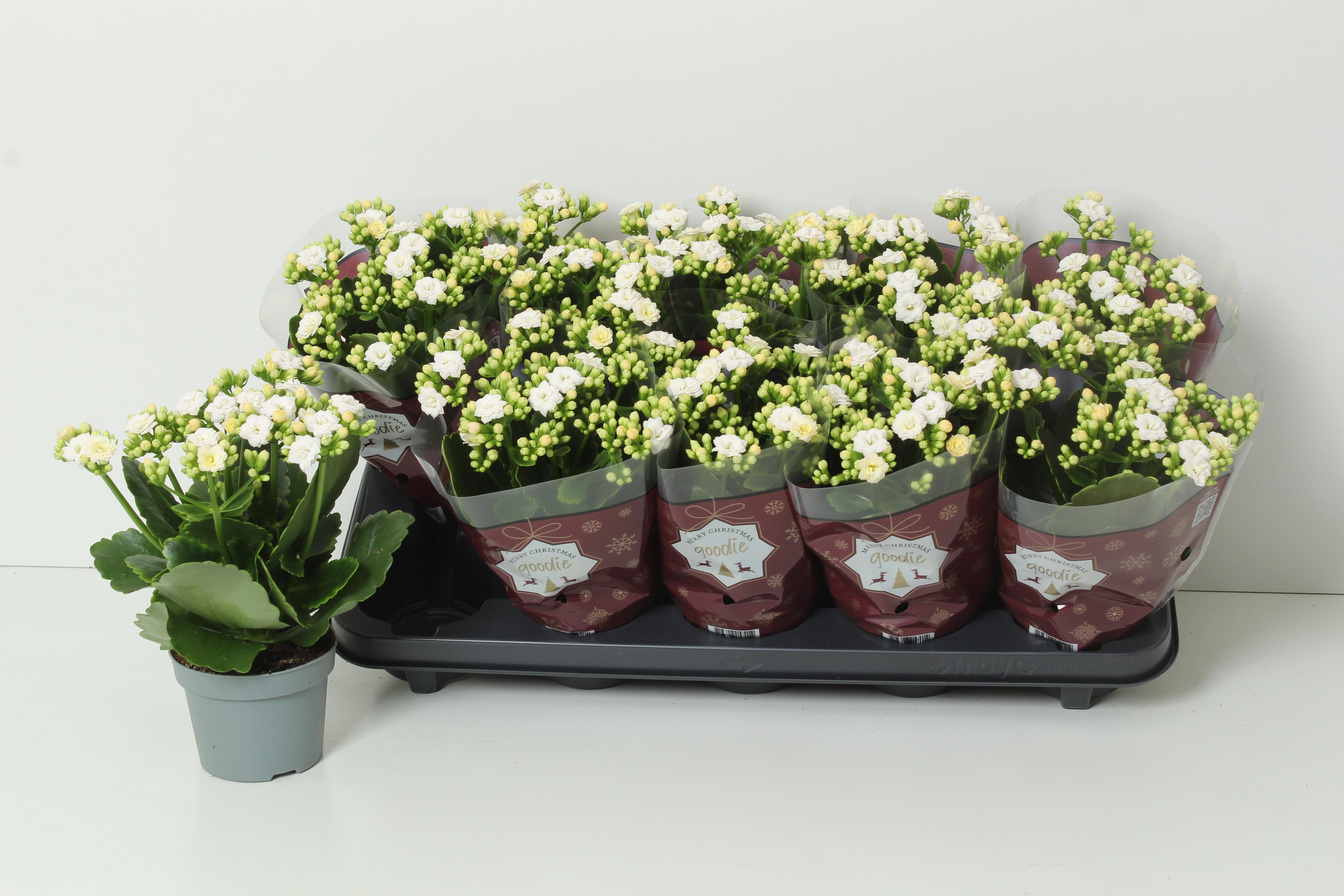 Горшечные цветы и растения оптом Kal Ge Perfecta Whit от 10шт из Голландии с доставкой по России