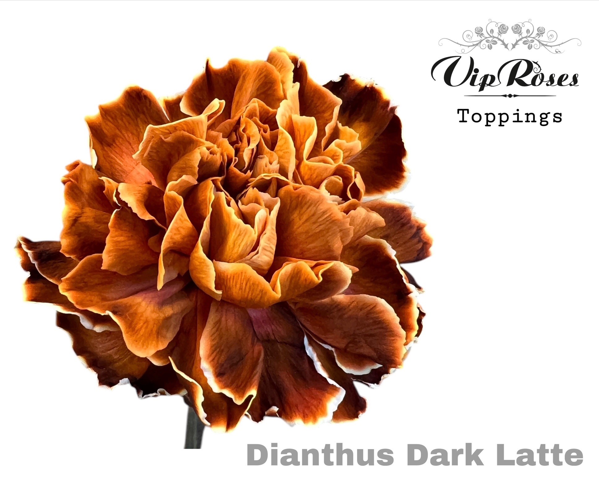 Срезанные цветы оптом Dianthus st paint от 40шт из Голландии с доставкой по России