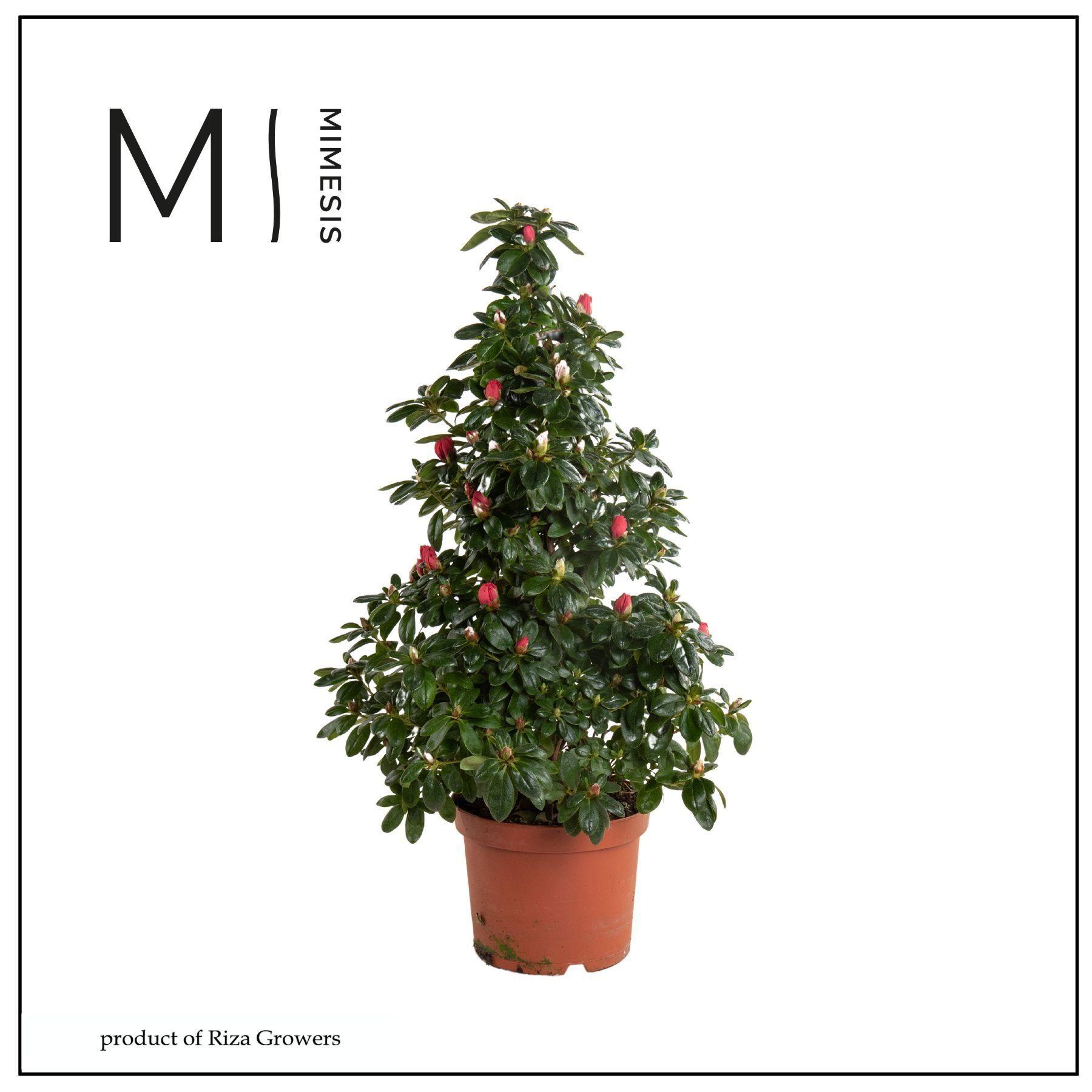 Горшечные цветы и растения оптом Rhodo Si Hellmut Vog от 6шт из Голландии с доставкой по России