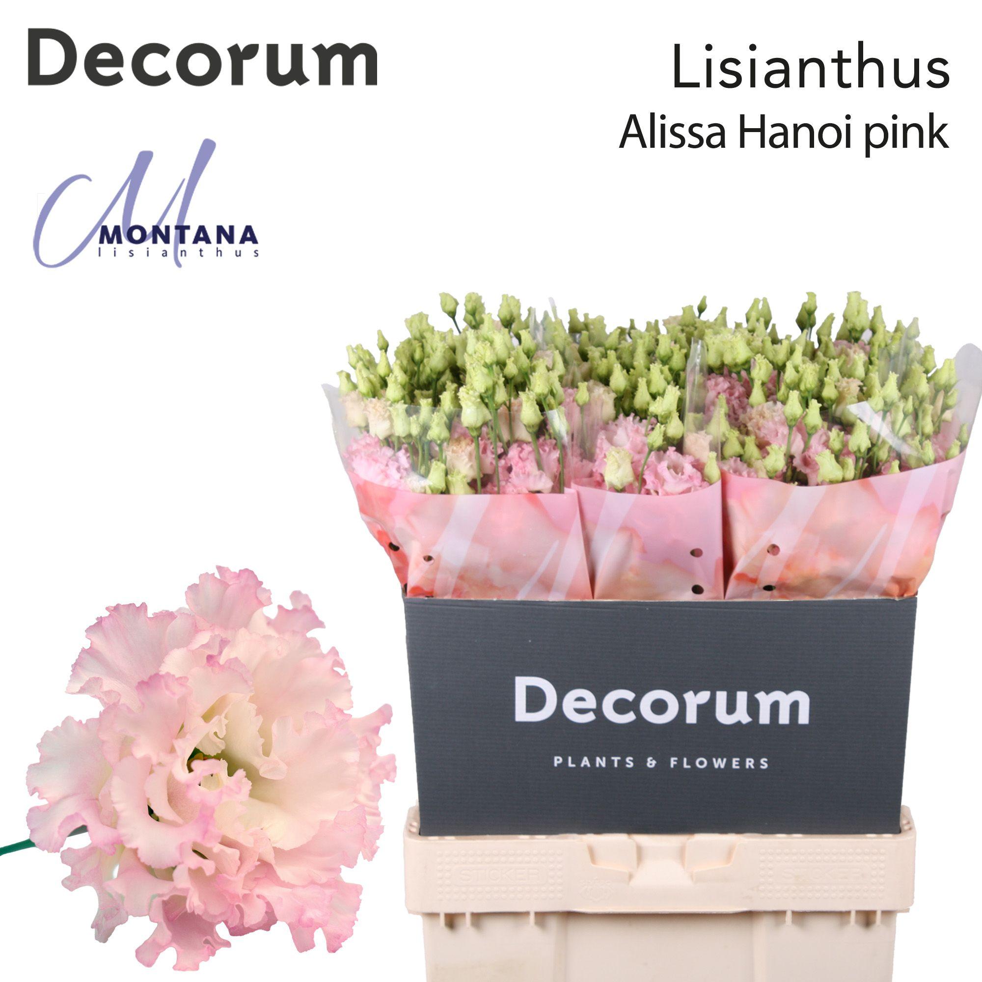 Срезанные цветы оптом Lisianthus do alissa pink от 60шт из Голландии с доставкой по России