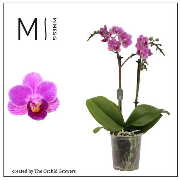 Горшечные цветы и растения оптом Phal 2st Violet Queen 16+ (orchid Growers) от 12шт из Голландии с доставкой по России