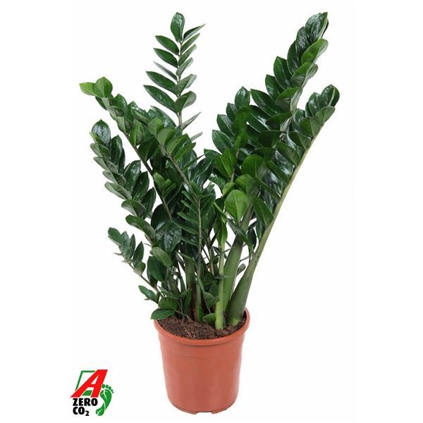 Горшечные цветы и растения оптом Zamioculcas 12+ от 1шт из Голландии с доставкой по России