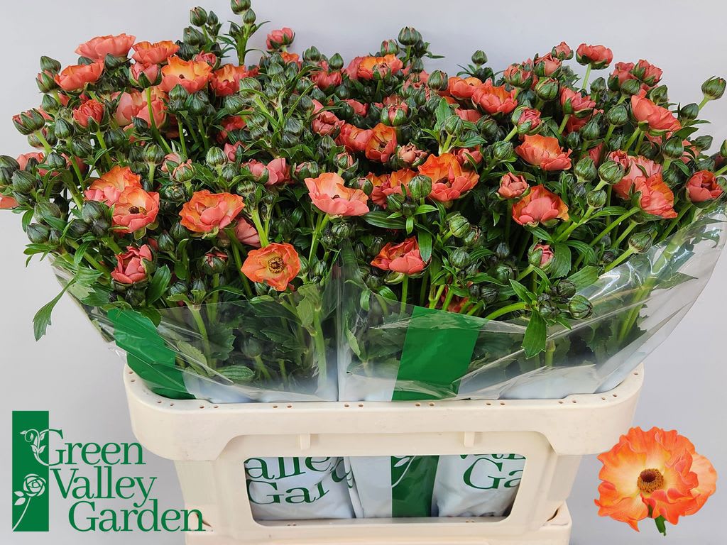 Срезанные цветы оптом Ranunculus magical salmousse от 60шт из Голландии с доставкой по России