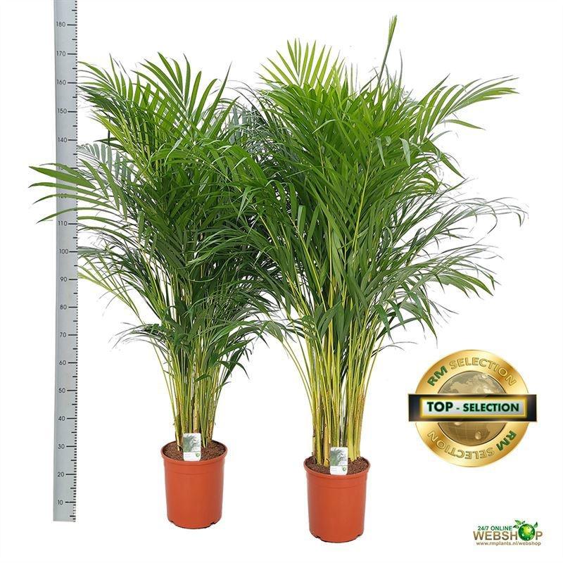 Горшечные цветы и растения оптом Dypsis Lutescens от 1шт из Голландии с доставкой по России