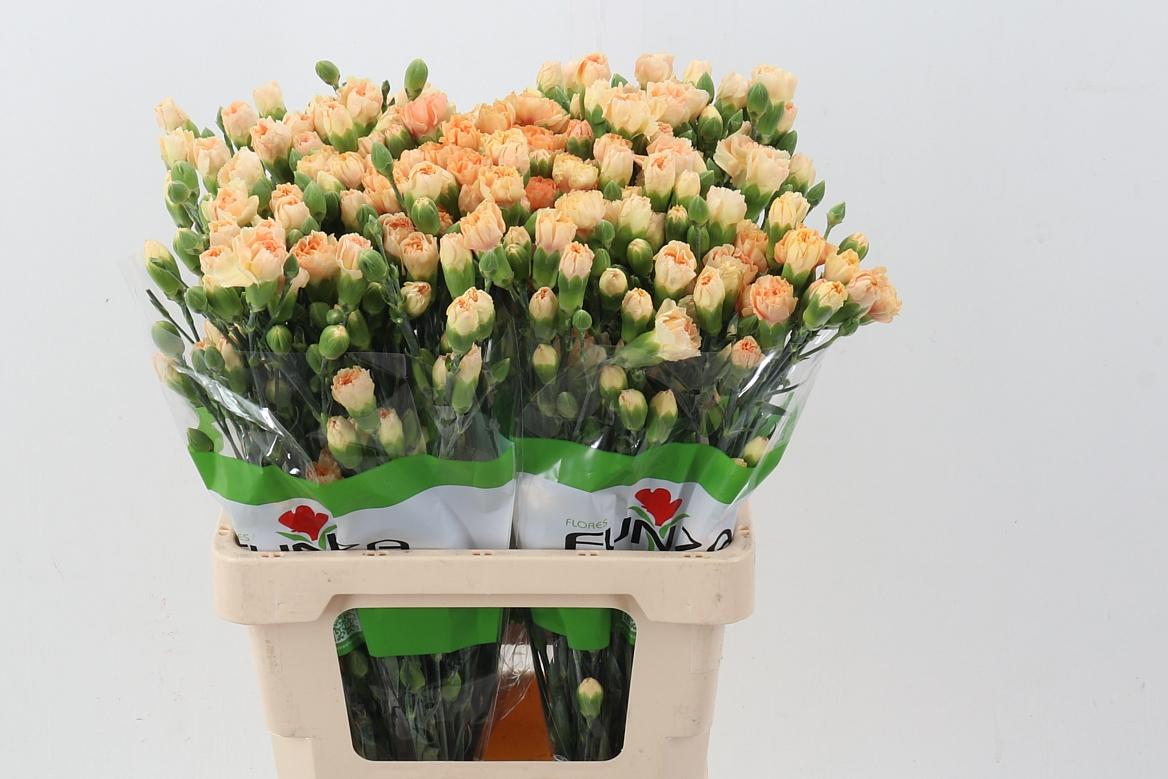 Срезанные цветы оптом Dianthus sp nectarine от 100шт из Голландии с доставкой по России