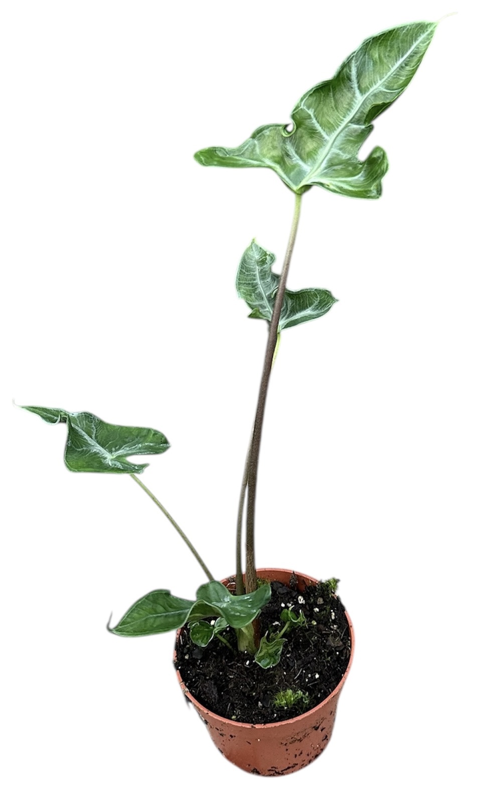 Горшечные цветы и растения оптом Alocasia Teletubbies от 1шт (для телеги) из Голландии с доставкой по России