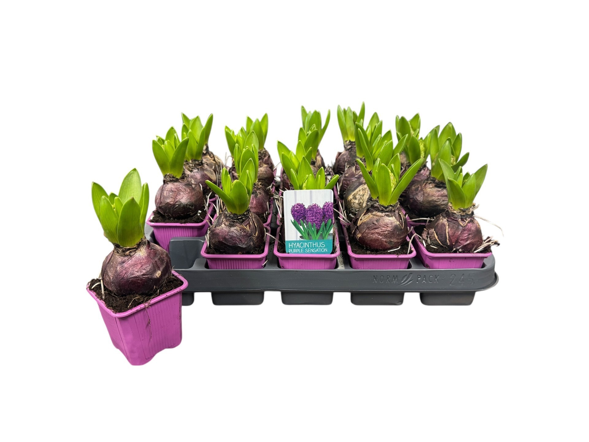 Горшечные цветы и растения оптом Hyacin Purple Sensat от 20шт (для телеги) из Голландии с доставкой по России