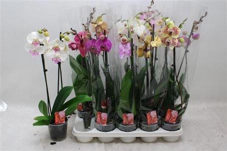 Горшечные цветы и растения оптом Phal Gem 7 Kl 2 Branches 14+ от 10шт из Голландии с доставкой по России