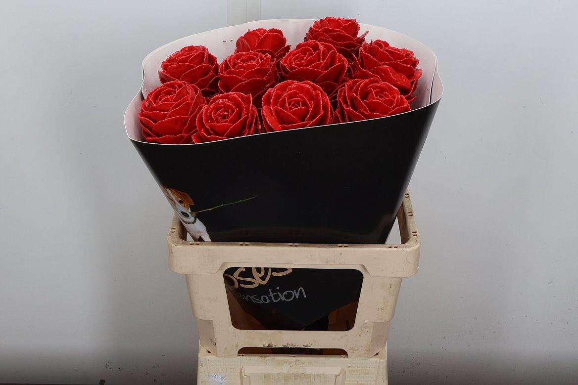 Срезанные цветы оптом Brassica wax red от 10шт из Голландии с доставкой по России