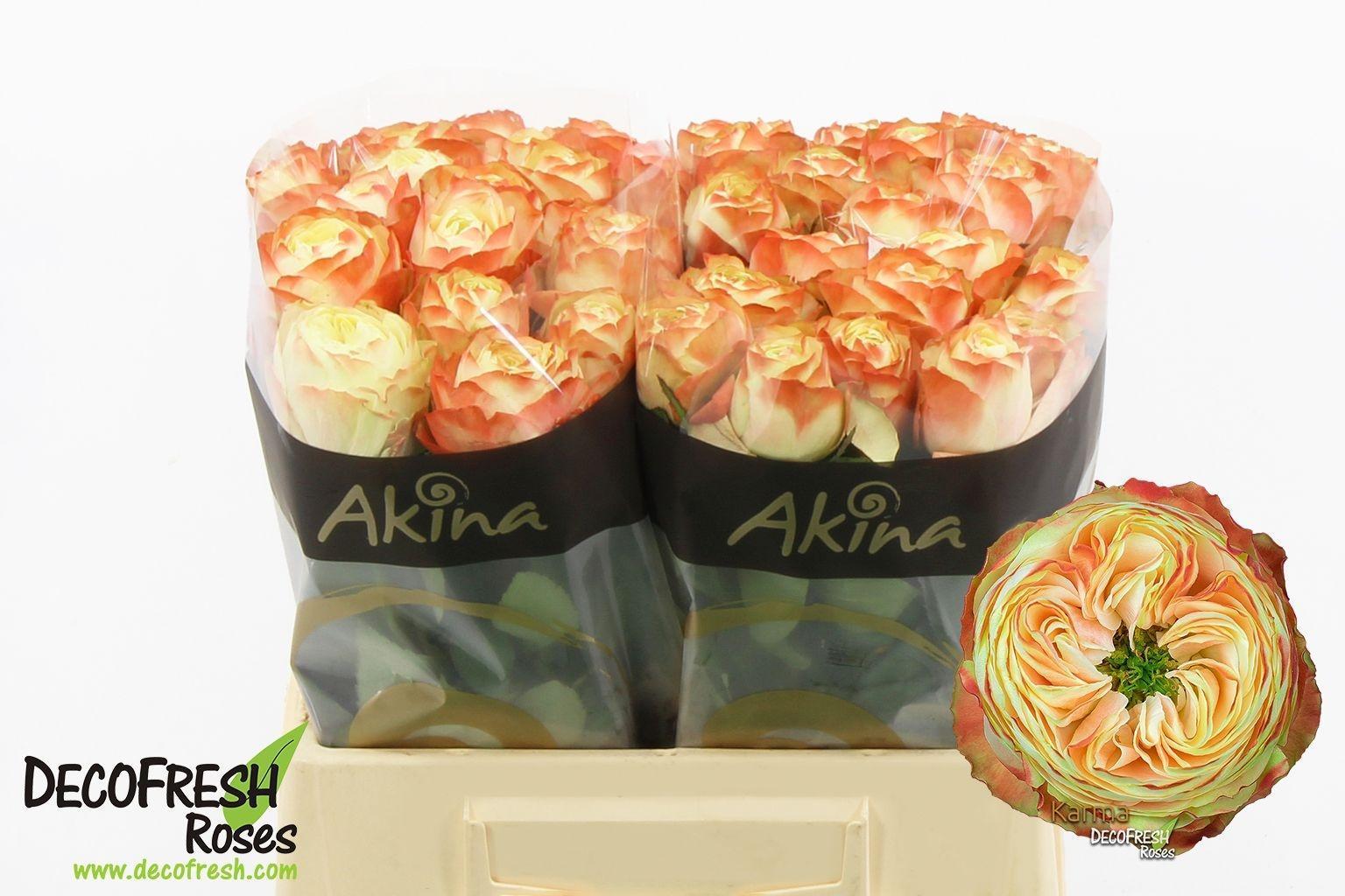 Срезанные цветы оптом Rosa large karma от 40шт из Голландии с доставкой по России