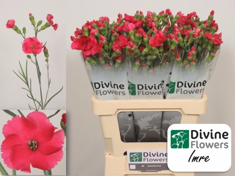 Срезанные цветы оптом Dianthus sp solomio imre от 60шт из Голландии с доставкой по России