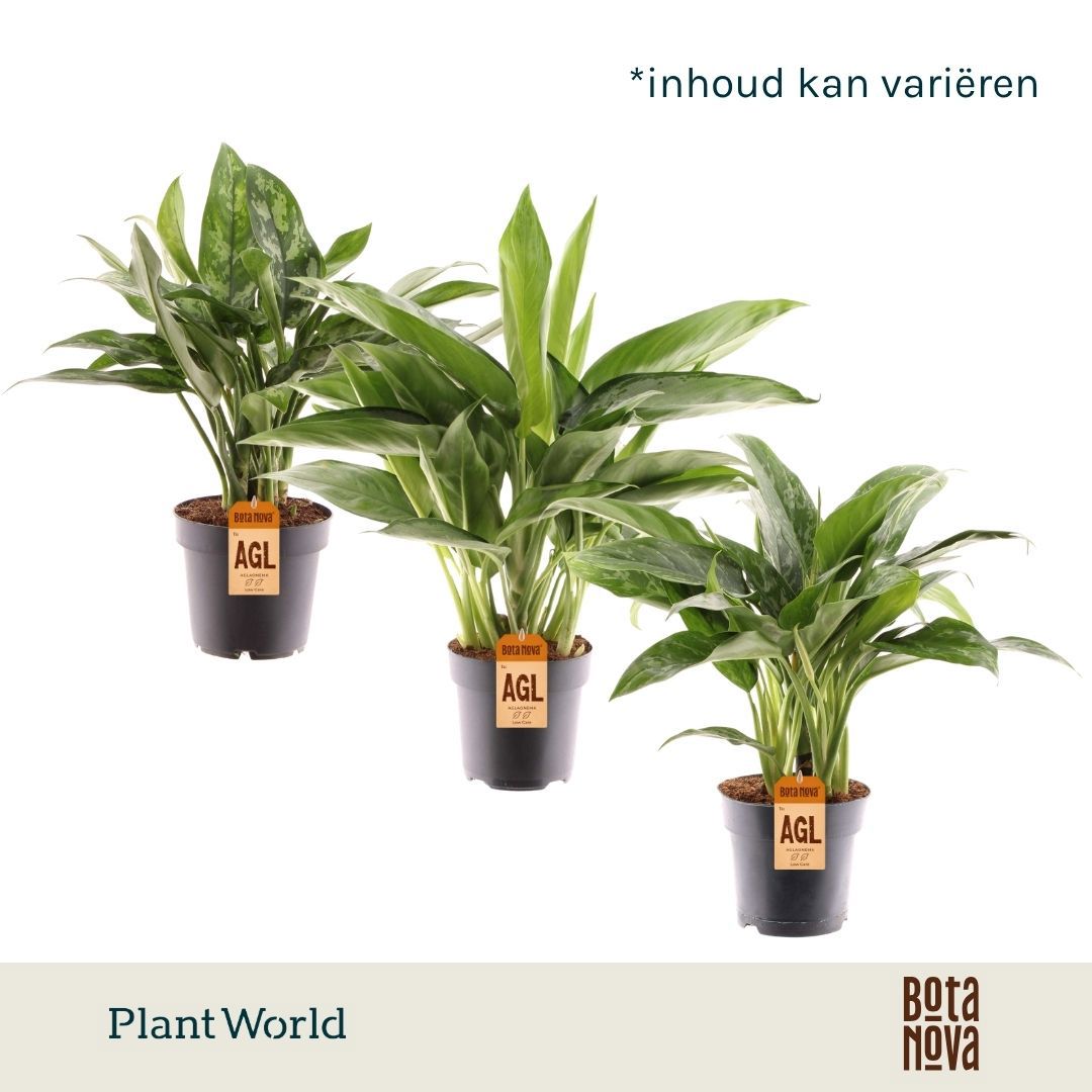 Горшечные цветы и растения оптом Aglaonema Royal Mix от 6шт из Голландии с доставкой по России