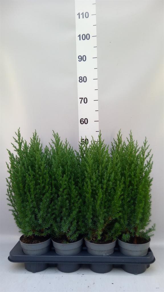 Горшечные цветы и растения оптом Juniperus Chinensis stricta от 8шт из Голландии с доставкой по России
