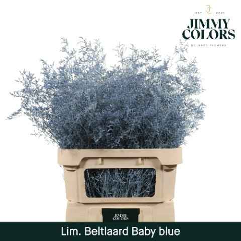 Срезанные цветы оптом Limonium paint blue baby от 25шт из Голландии с доставкой по России