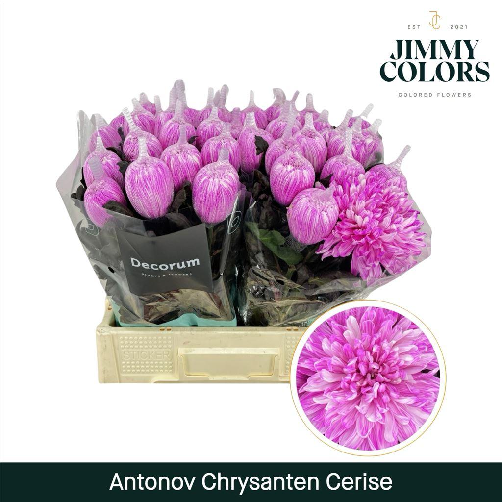Срезанные цветы оптом Chrys bl paint antonov cerise от 40шт из Голландии с доставкой по России