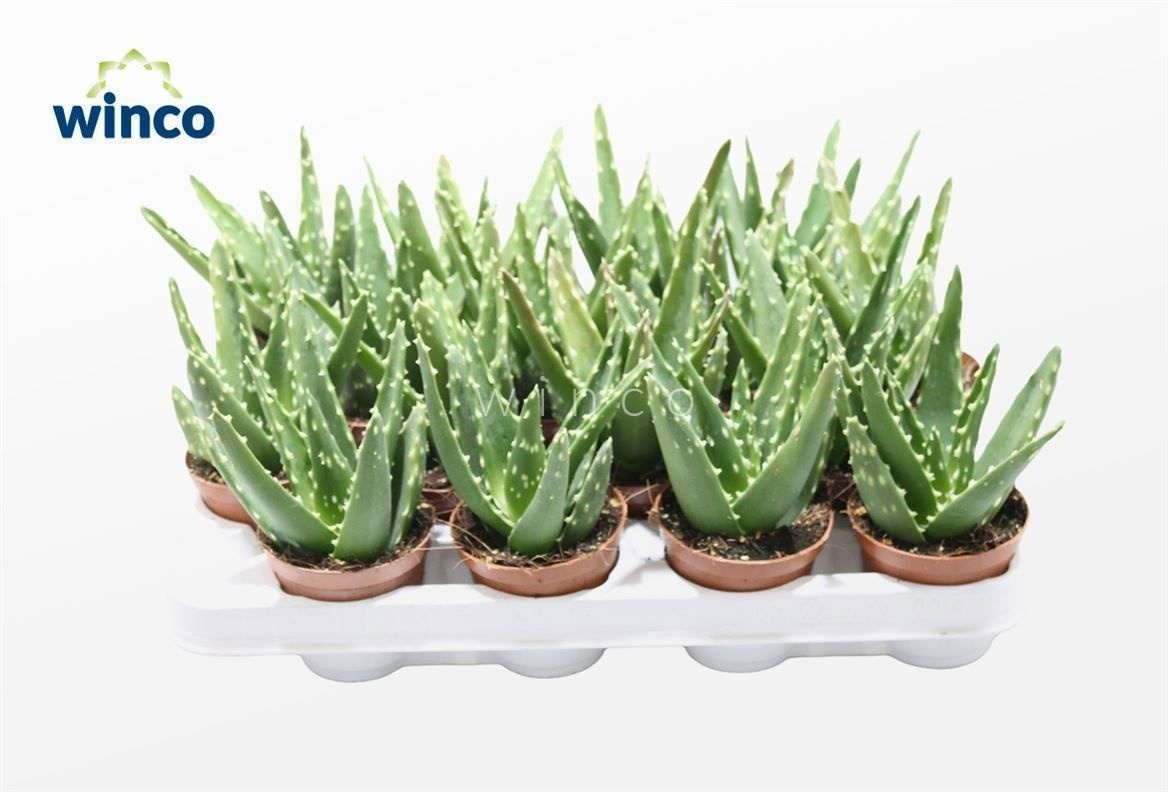 Горшечные цветы и растения оптом Aloe Variegata Magic от 18шт (для телеги) из Голландии с доставкой по России