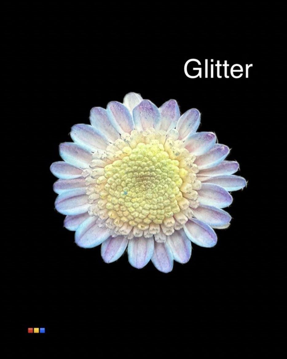 Срезанные цветы оптом Chrys sp paint stallion bubblegum + glitter от 60шт из Голландии с доставкой по России