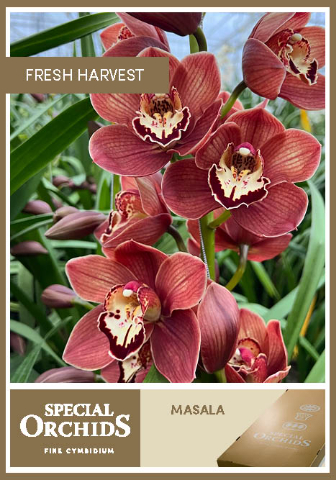 Срезанные цветы оптом Cymbidium bronze masala от 6шт из Голландии с доставкой по России