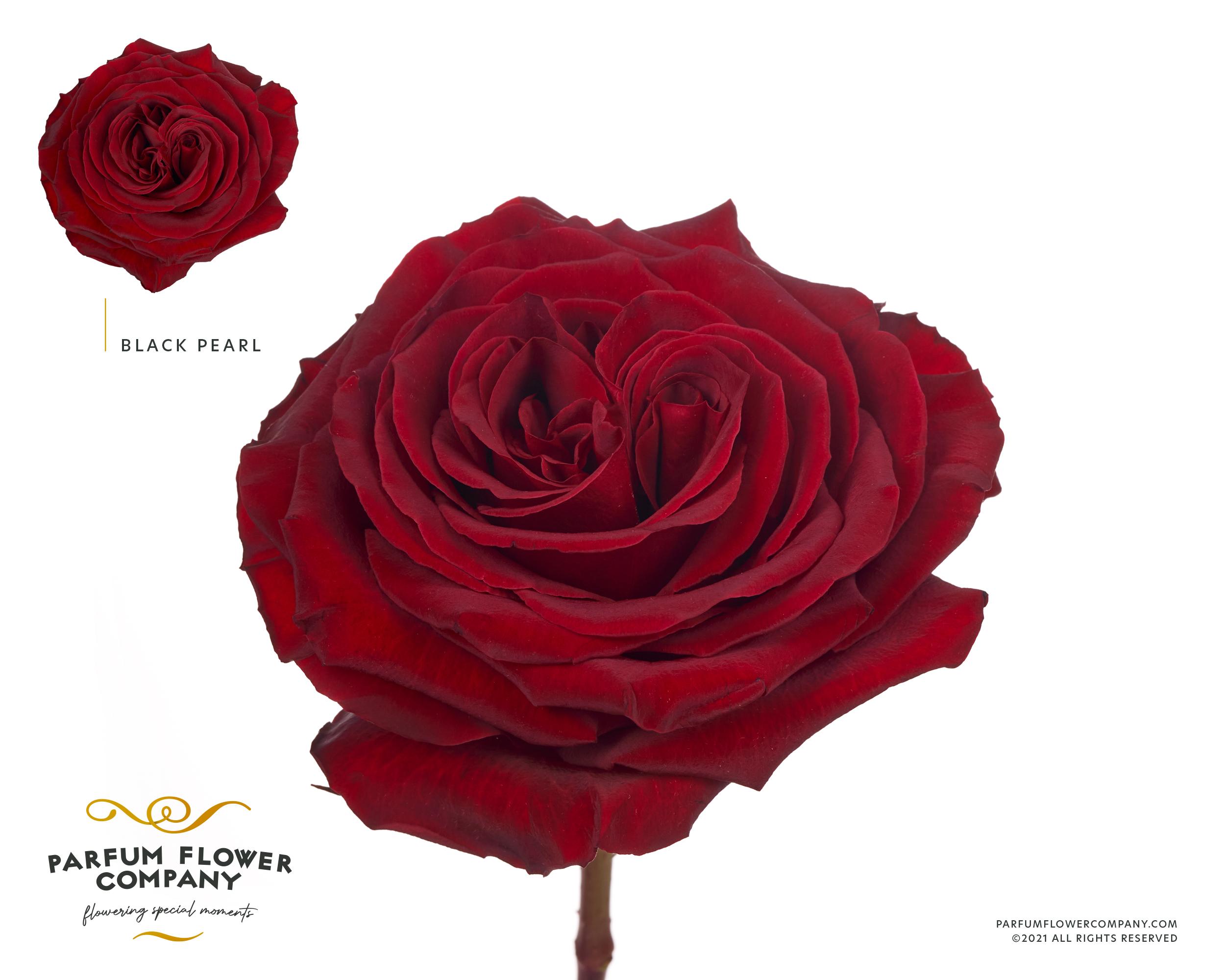 Срезанные цветы оптом Rosa garden black pearl от 24шт из Голландии с доставкой по России