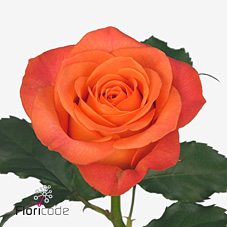 Срезанные цветы оптом Rosa large clarence от 50шт.. из Голландии с доставкой по России