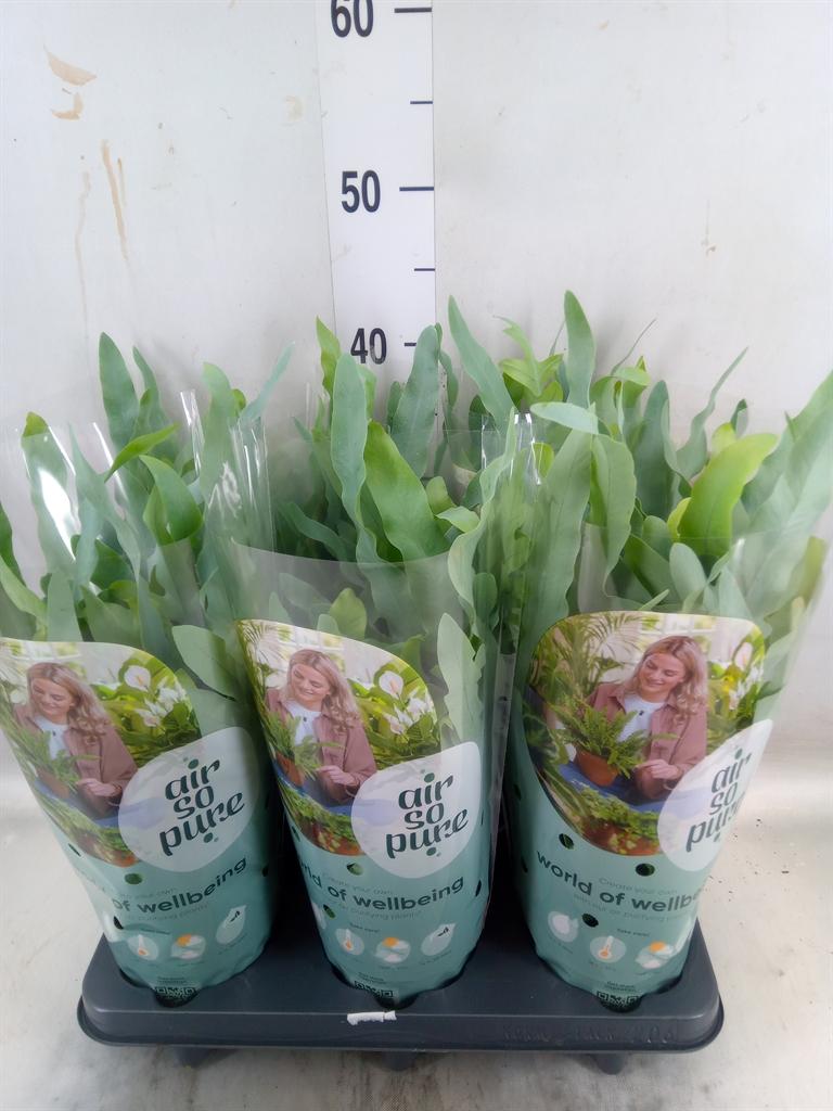 Горшечные цветы и растения оптом Phlebodium Blue Star от 6шт из Голландии с доставкой по России