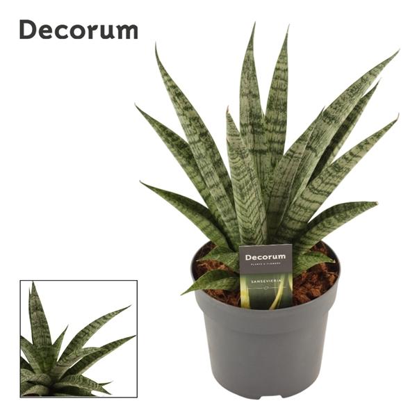 Горшечные цветы и растения оптом Sansevieria Pattaya Crown 14 Cm (decorum) от 7шт из Голландии с доставкой по России