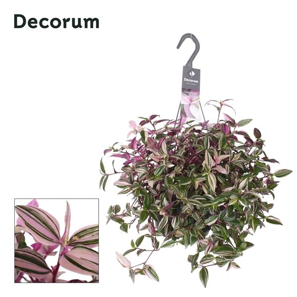 Горшечные цветы и растения оптом Tradescantia Fluminensis Quadricolor Hangpot (deco от 6шт из Голландии с доставкой по России