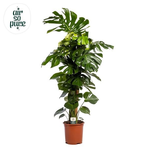 Горшечные цветы и растения оптом Monstera Deliciosa Mosspole (air So Pure) от 1шт из Голландии с доставкой по России