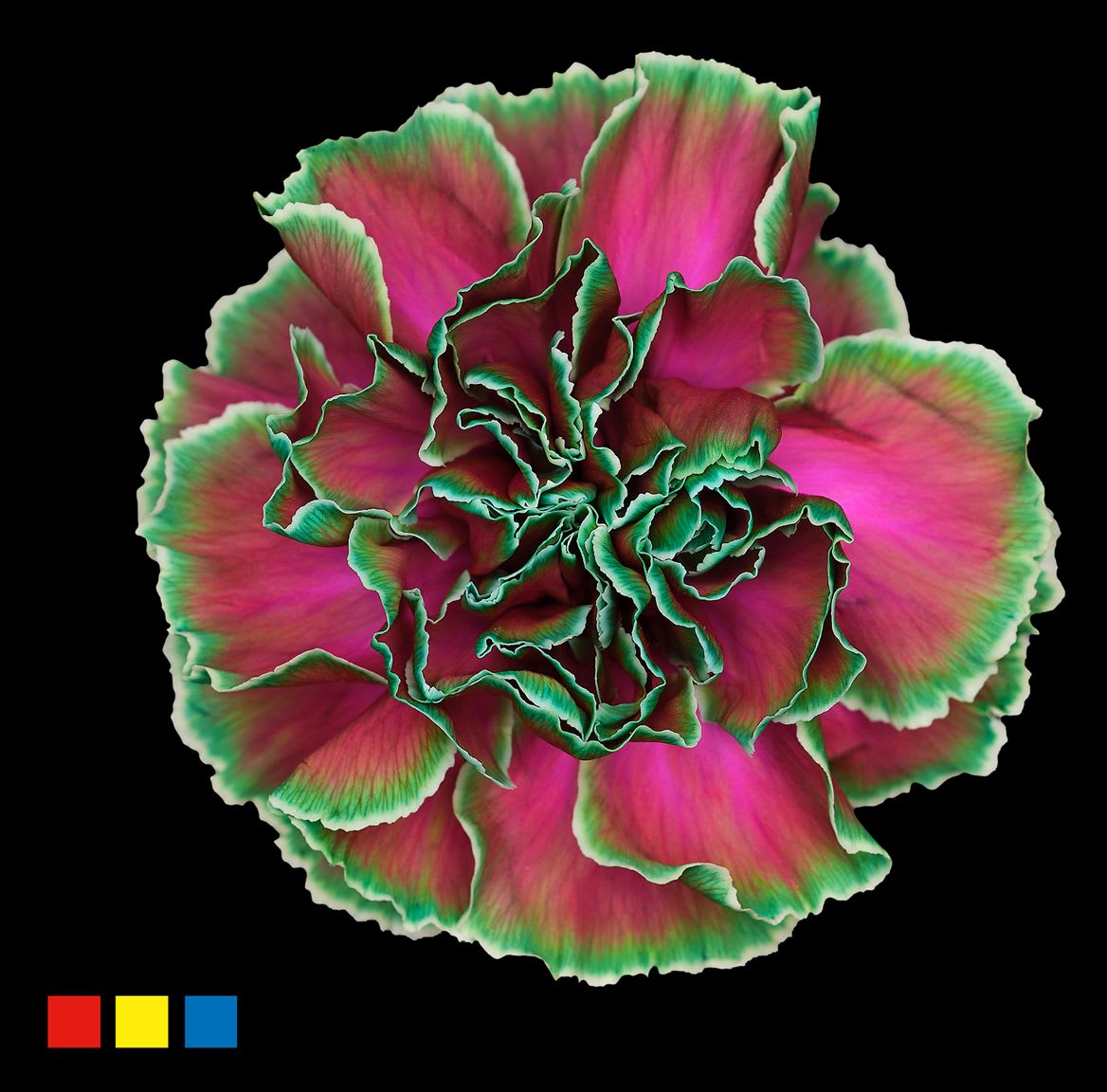 Срезанные цветы оптом Dianthus st paint happy cherries от 80шт из Голландии с доставкой по России