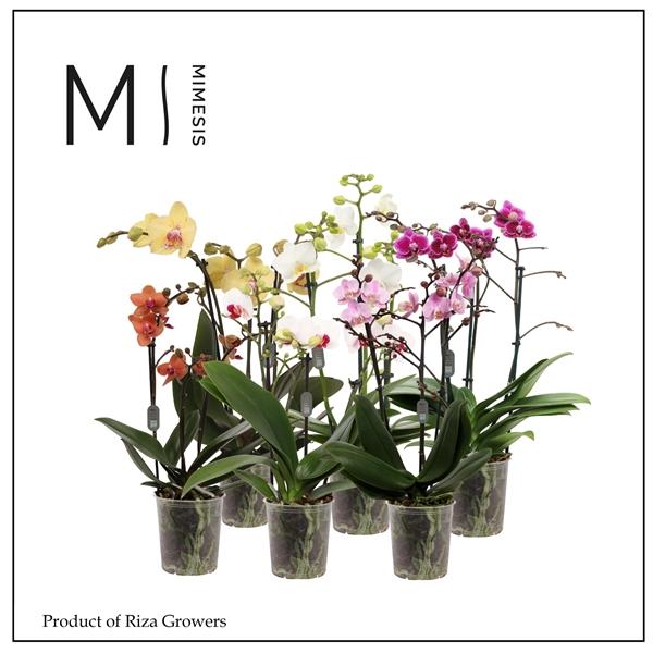 Горшечные цветы и растения оптом Phal 3st Multi Mix 30+ (orchid Growers) от 10шт из Голландии с доставкой по России