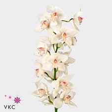 Срезанные цветы оптом Cymbidium white mrs sugar lee от 6шт из Голландии с доставкой по России