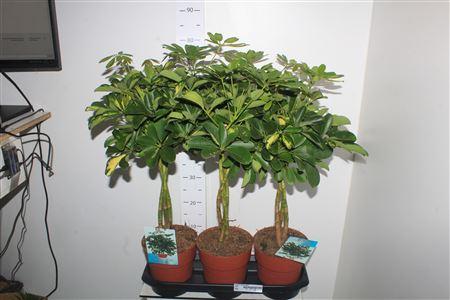 Горшечные цветы и растения оптом Schef Ar Gold Capell от 3шт из Голландии с доставкой по России