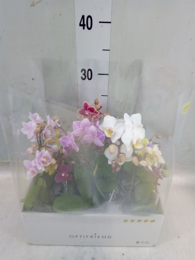 Горшечные цветы и растения оптом Phalaenopsis Multi.   ...mix  5 от 8шт из Голландии с доставкой по России