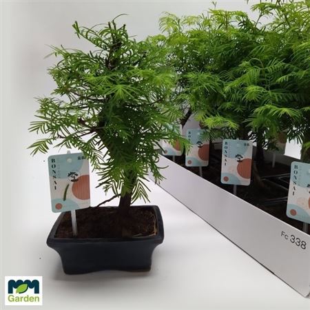 Горшечные цветы и растения оптом Bonsai Ov Larix от 8шт из Голландии с доставкой по России