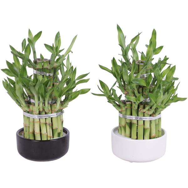 Горшечные цветы и растения оптом Lucky Bamboo Round 3big In Ceramic от 8шт из Голландии с доставкой по России