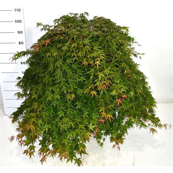 Горшечные цветы и растения оптом Acer Palm Cascade Ruby On Stem от 1шт из Голландии с доставкой по России