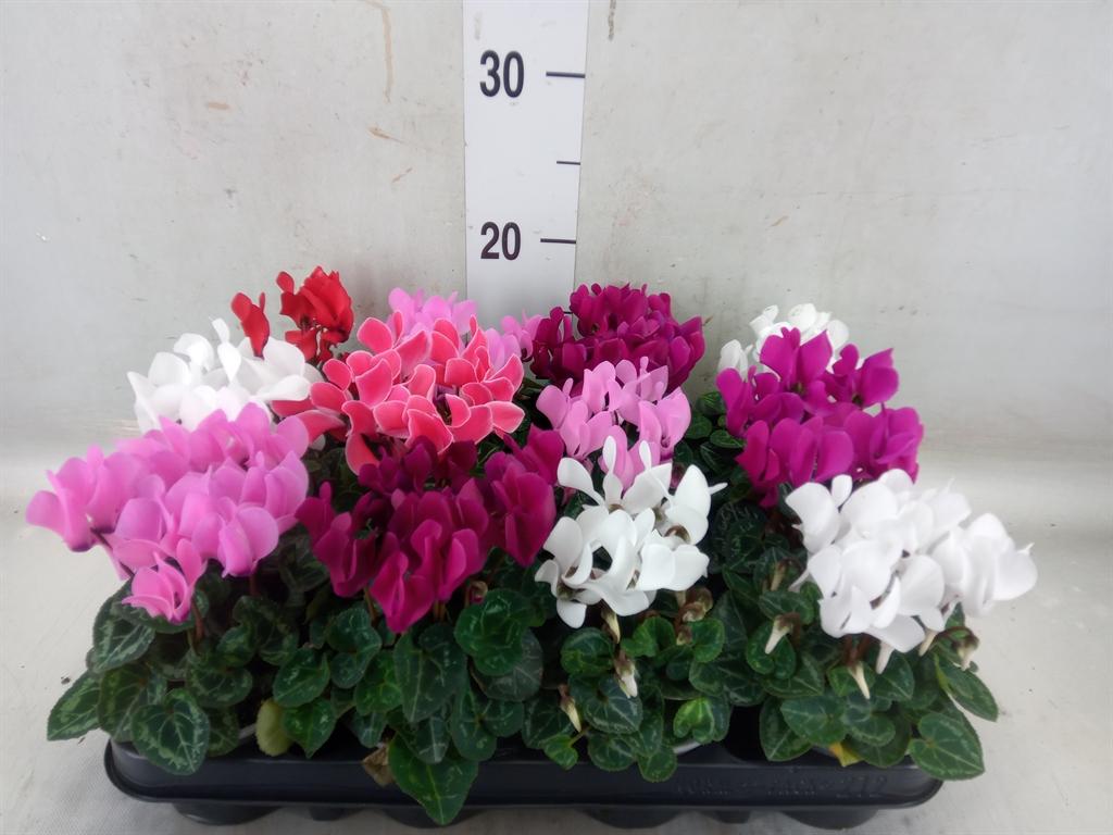 Горшечные цветы и растения оптом Cyclamen Kl   ... от 12шт (для телеги) из Голландии с доставкой по России