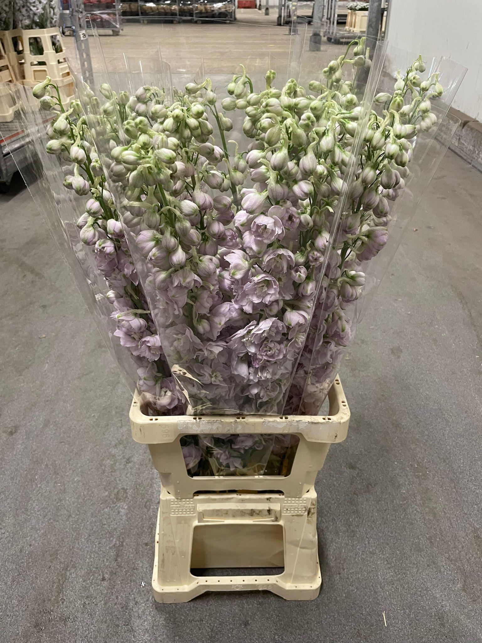Срезанные цветы оптом Delphinium do el dewi pink spijker от 25шт из Голландии с доставкой по России
