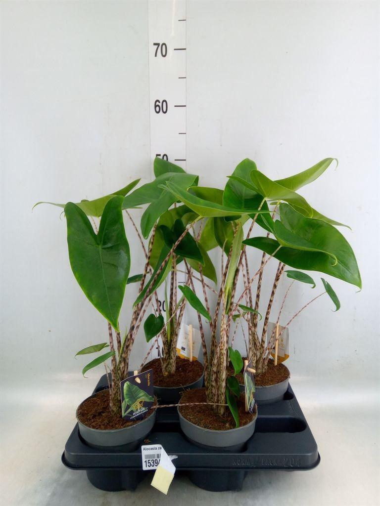 Горшечные цветы и растения оптом Alocasia Zebrina от 4шт (для телеги) из Голландии с доставкой по России