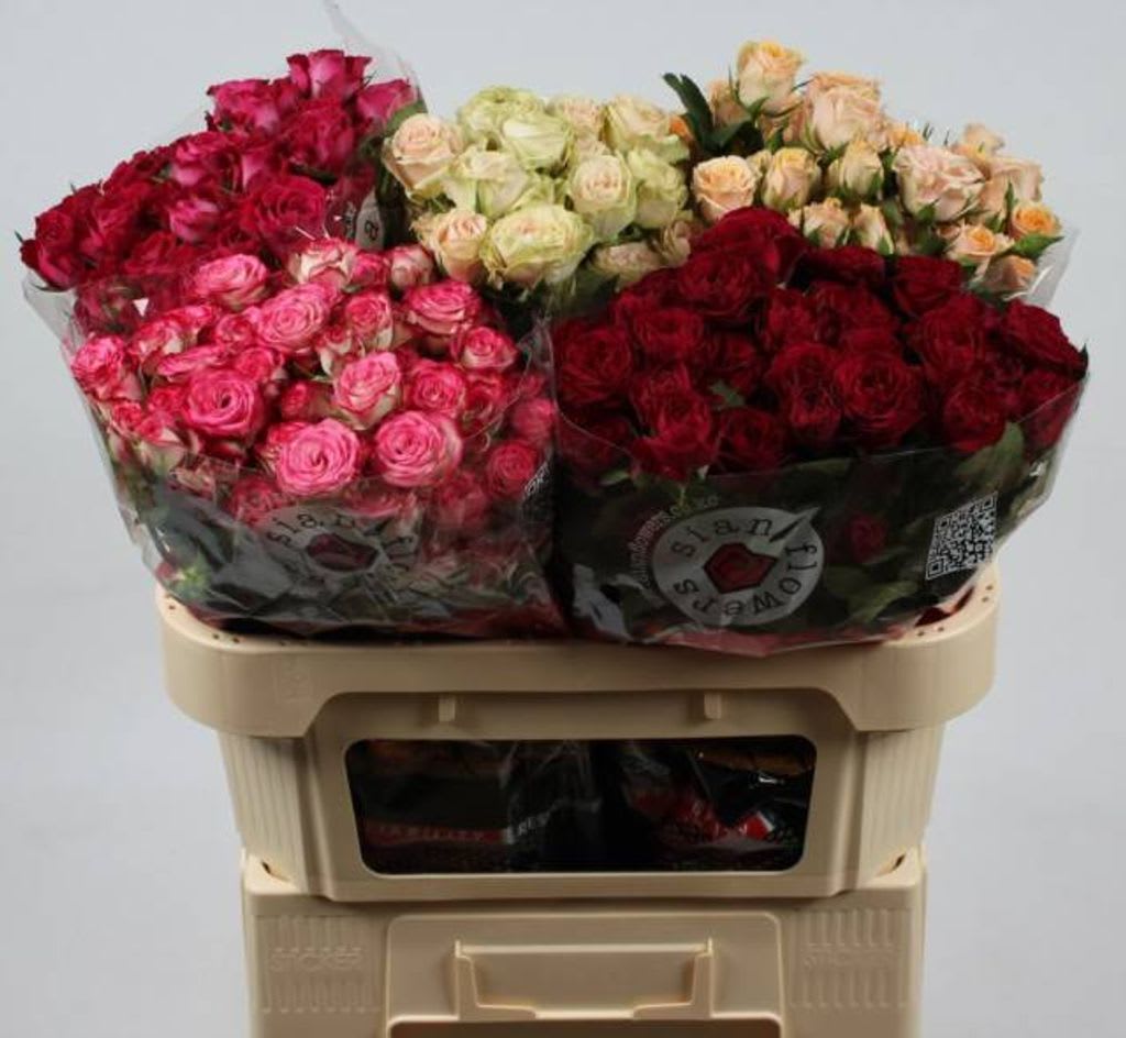 Срезанные цветы оптом Rosa spray mix Sian от 60шт из Голландии с доставкой по России