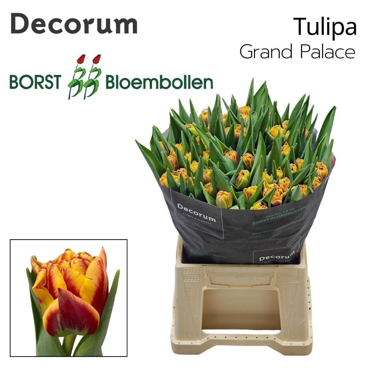 Срезанные цветы оптом Tulipa do grand palace от 150шт из Голландии с доставкой по России