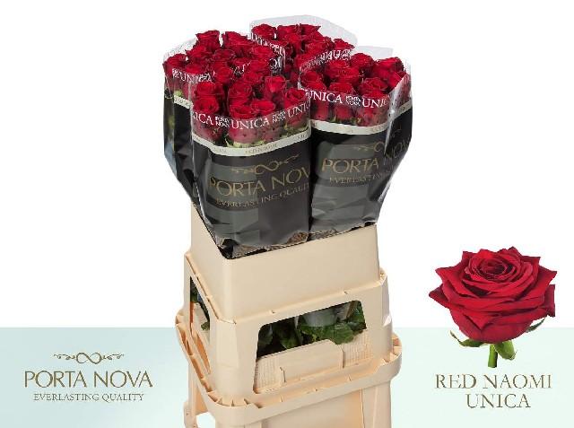 Срезанные цветы оптом Rosa large red naomi! Unica Porta Nova от 40шт из Голландии с доставкой по России