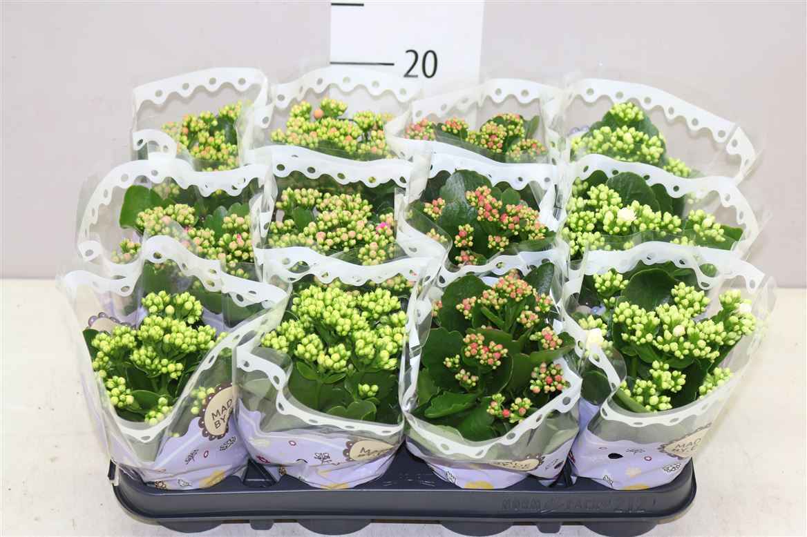 Горшечные цветы и растения оптом Kalanchoe Calandiva Mix от 12шт из Голландии с доставкой по России