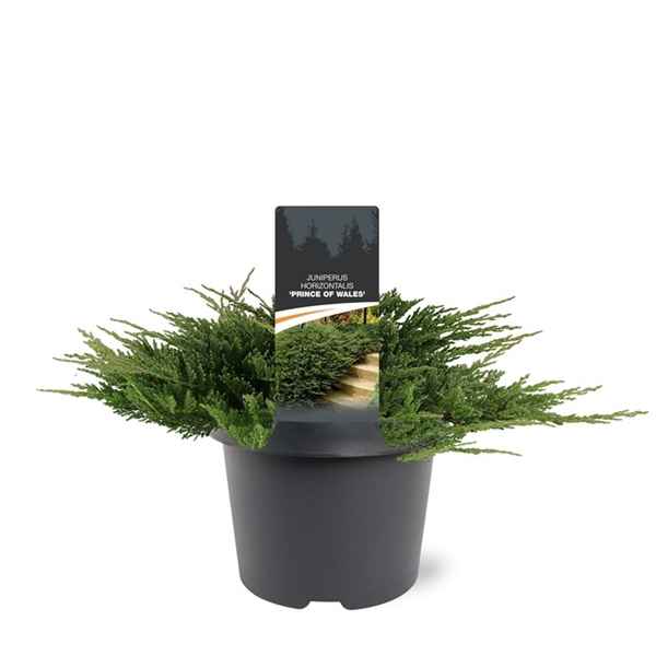 Горшечные цветы и растения оптом Juniperus Hor Prince Of Wales от 1шт из Голландии с доставкой по России