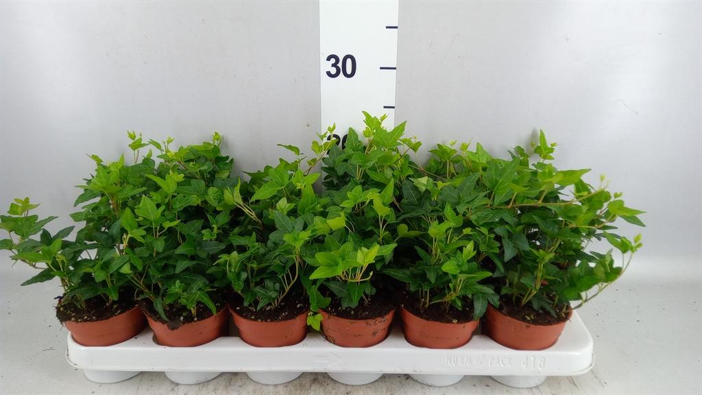 Горшечные цветы и растения оптом Hedera ...green Leafed от 18шт (для телеги) из Голландии с доставкой по России
